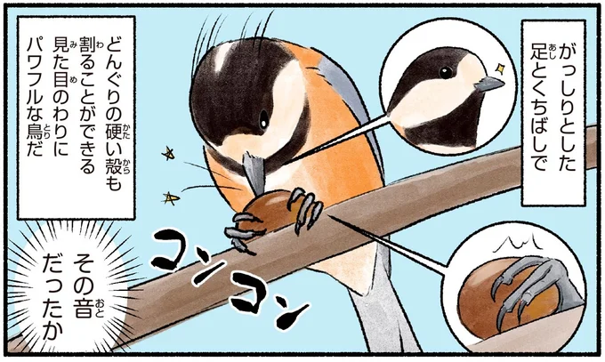 見た目のわりにパワフルな鳥