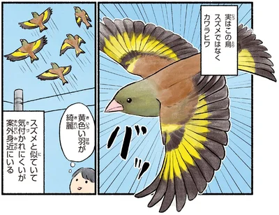 黄色い羽が綺麗