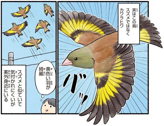 スズメかと思ったら、黄色い羽？見過ごしがちな綺麗な鳥・カワラヒワ