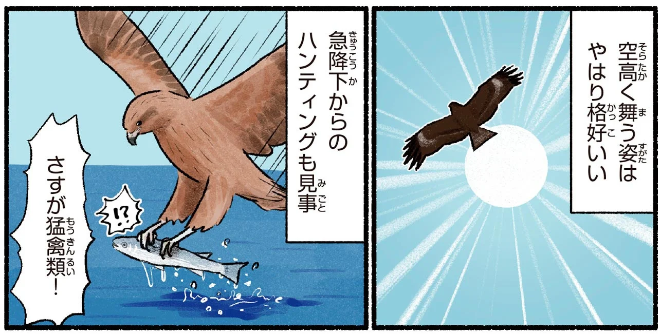 急降下からの狩りは見事だけど…強そうで案外弱い、トビの素顔 - レタス