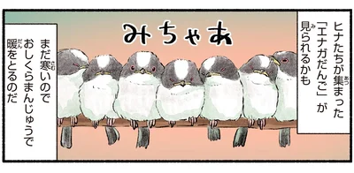 「エナガだんご」が見られるかも