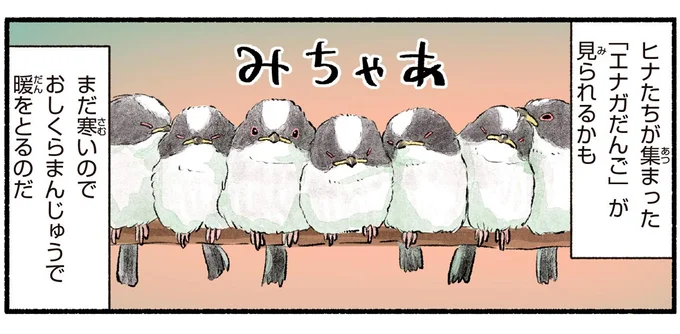 「エナガだんご」が見られるかも