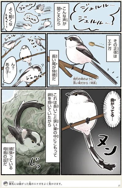 長い尾が特徴だ