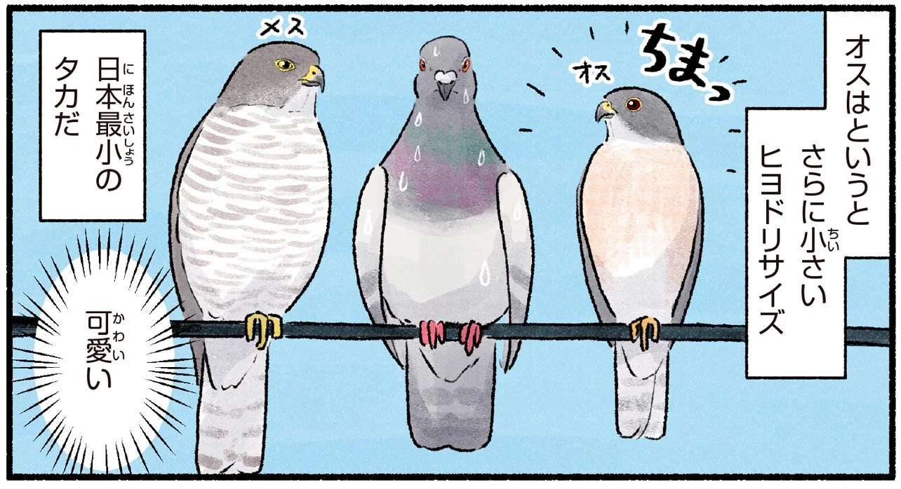 ハトかと思ったら猛禽類!? 幻と呼ばれた日本最小のタカ・ツミ - レタス