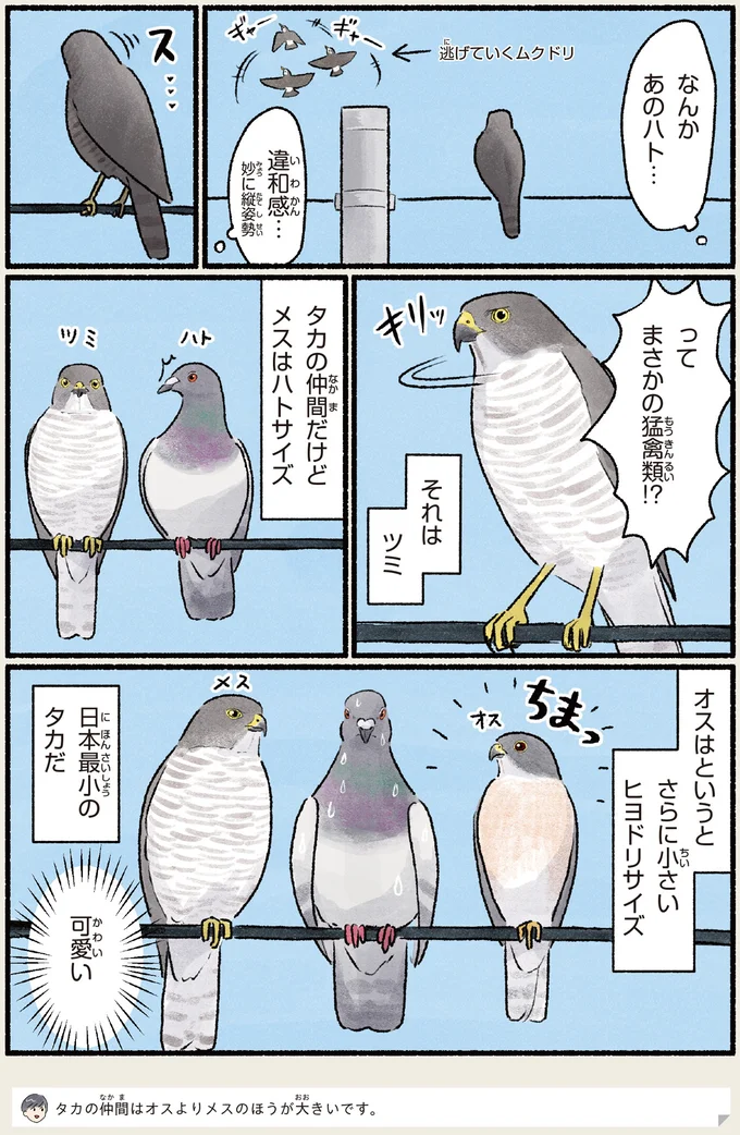 まさかの猛禽類!?