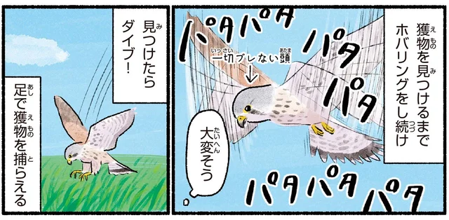 空中でピタッと静止。驚異の飛行能力を持つチョウゲンボウの、意外な出没スポット