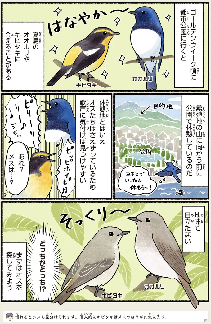 まずはオスを探してみよう