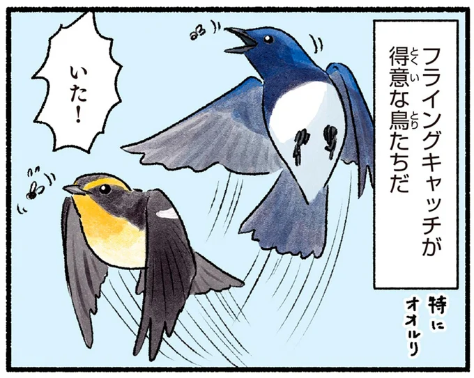 フライングキャッチが得意な鳥たちだ