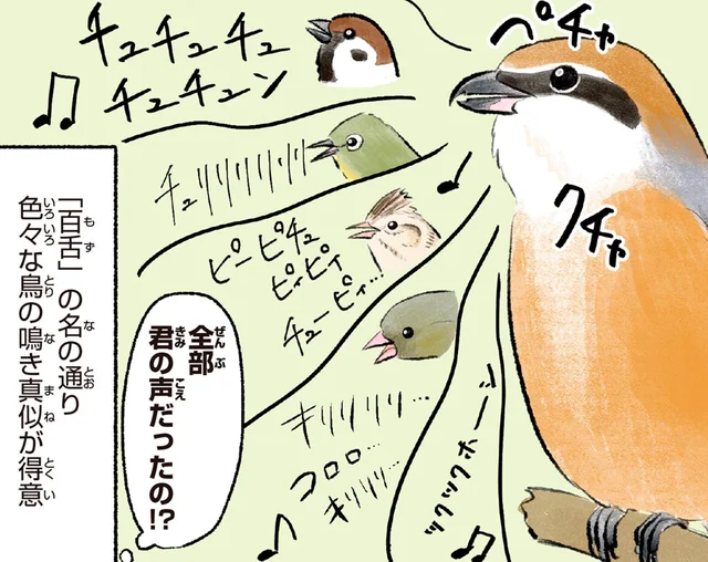 秋、けたたましく鳴く声の正体。縄張りにかけるモズの、本気の越冬準備