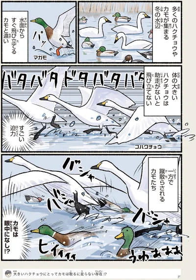 蹴散らされるカモたち