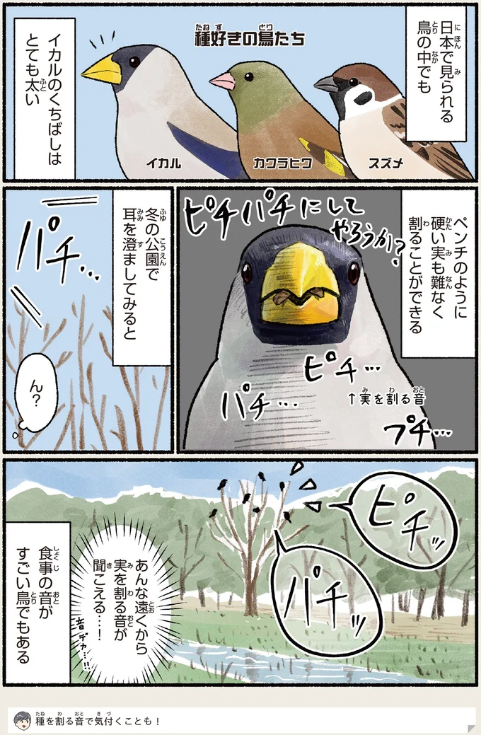 イカルのくちばしはとても太い