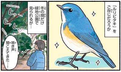 「ルリビタキ」をご存知だろうか