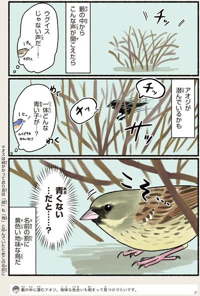 名前の割に黄色い地味な鳥だ
