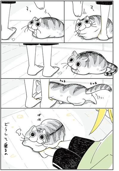 『夜は猫といっしょ 4』より