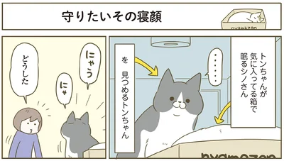 『うちの猫がまた変なことしてる。７』より