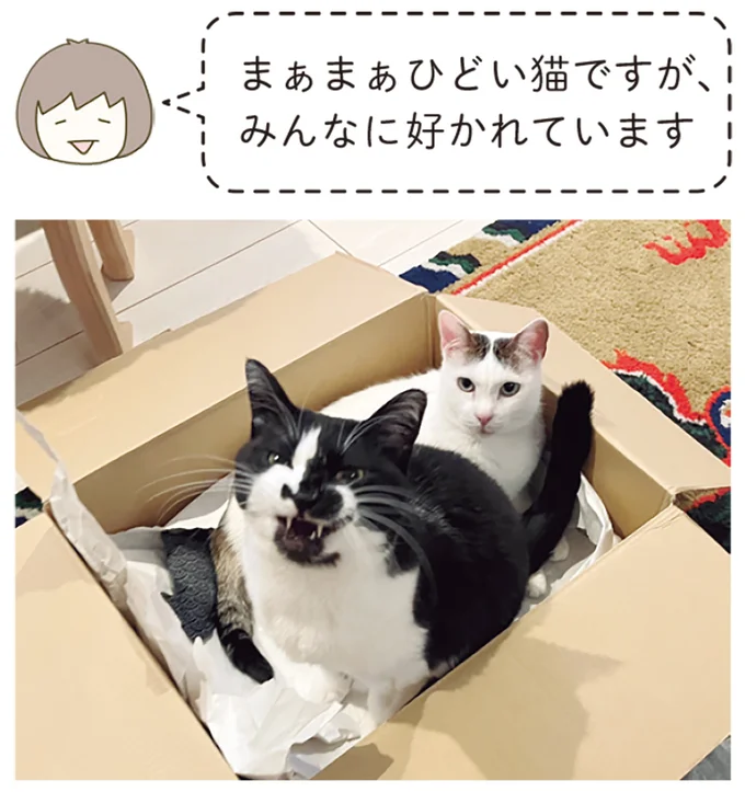 『うちの猫がまた変なことしてる。７』より