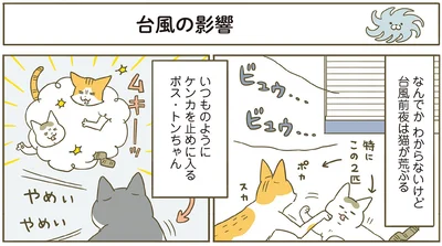台風前夜は猫が荒ぶる