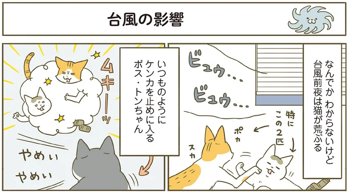 台風前夜は猫が荒ぶる
