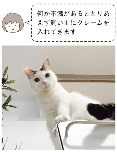 不満があるととりあえず飼い主にクレームを