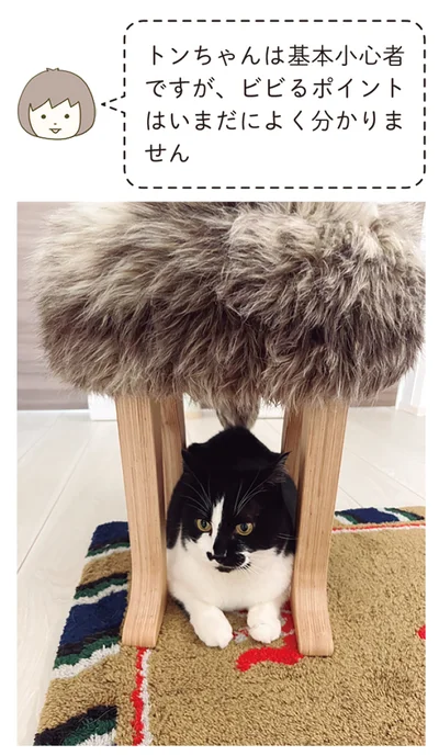 トンちゃんは基本小心者ですが
