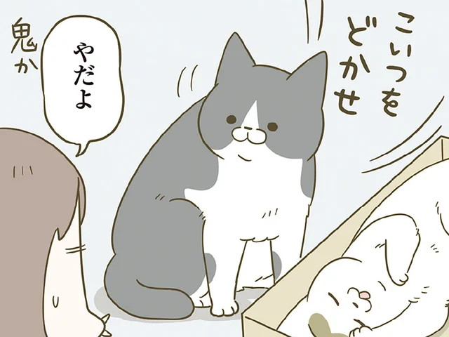 先輩猫のお気に入りボックスで眠る後輩猫。その愛らしさに飼い主は大喜びだけど