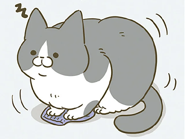 床に置いてあるものにとりあえず乗ってみる猫。今日は何に乗っているの？