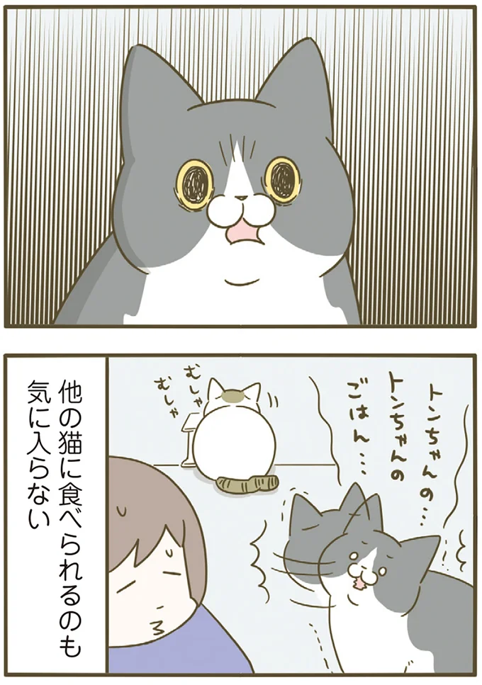 他の猫に食べられるのも気に入らない