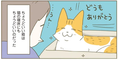 ちょうどいい箱は猫にもちょうどいい