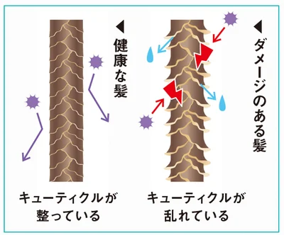 ダメージのある髪と健康な髪