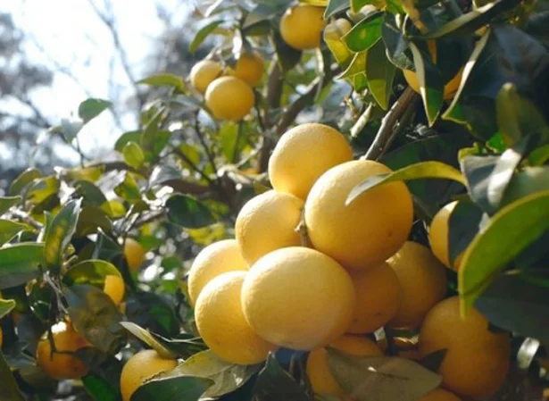 神奈川県が12年かけて育成したオリジナル柑橘「湘南ゴールド」