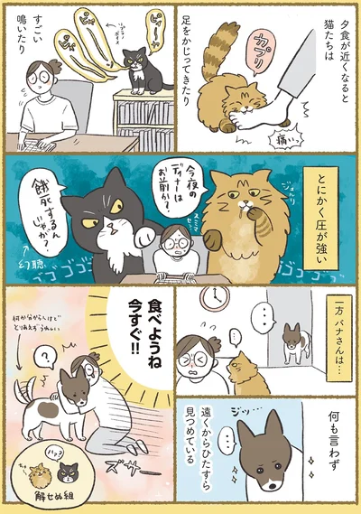 『犬猫３匹、撫でても撫でても手が足りない』より