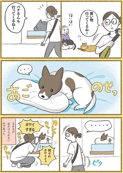 『犬猫３匹、撫でても撫でても手が足りない』より