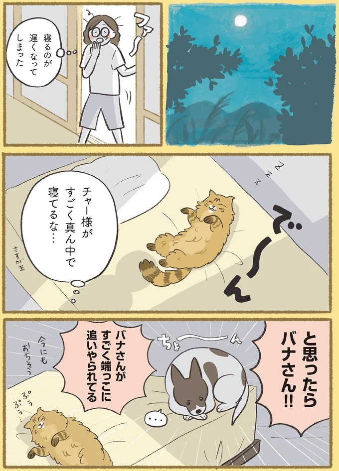 『犬猫３匹、撫でても撫でても手が足りない』より