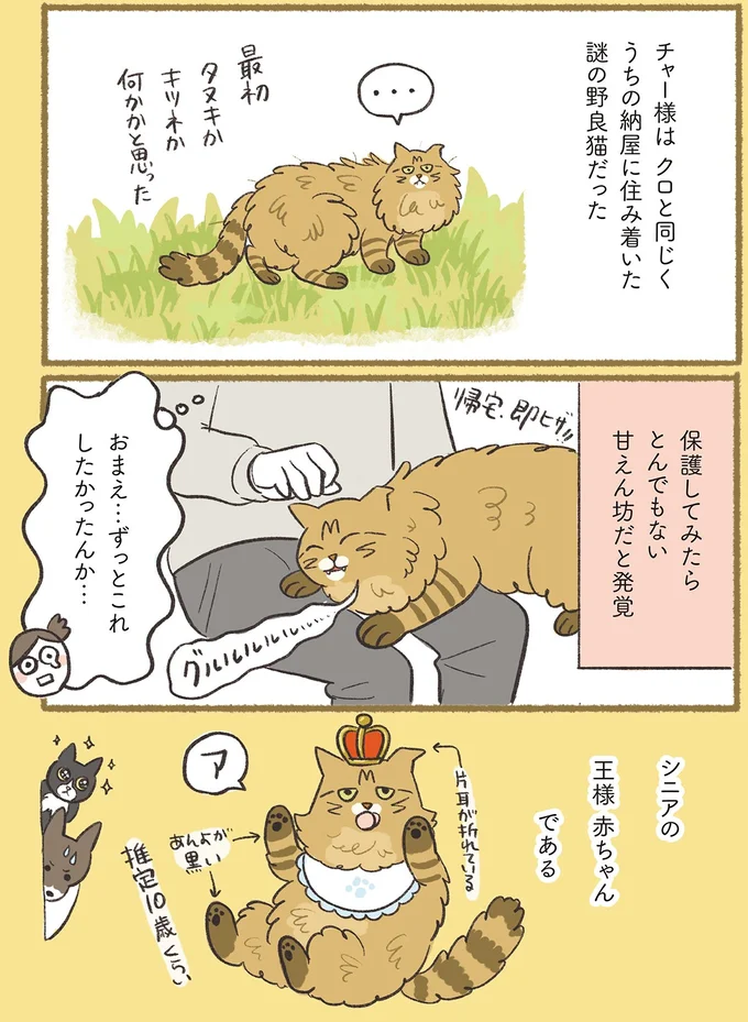 『犬猫３匹、撫でても撫でても手が足りない』より