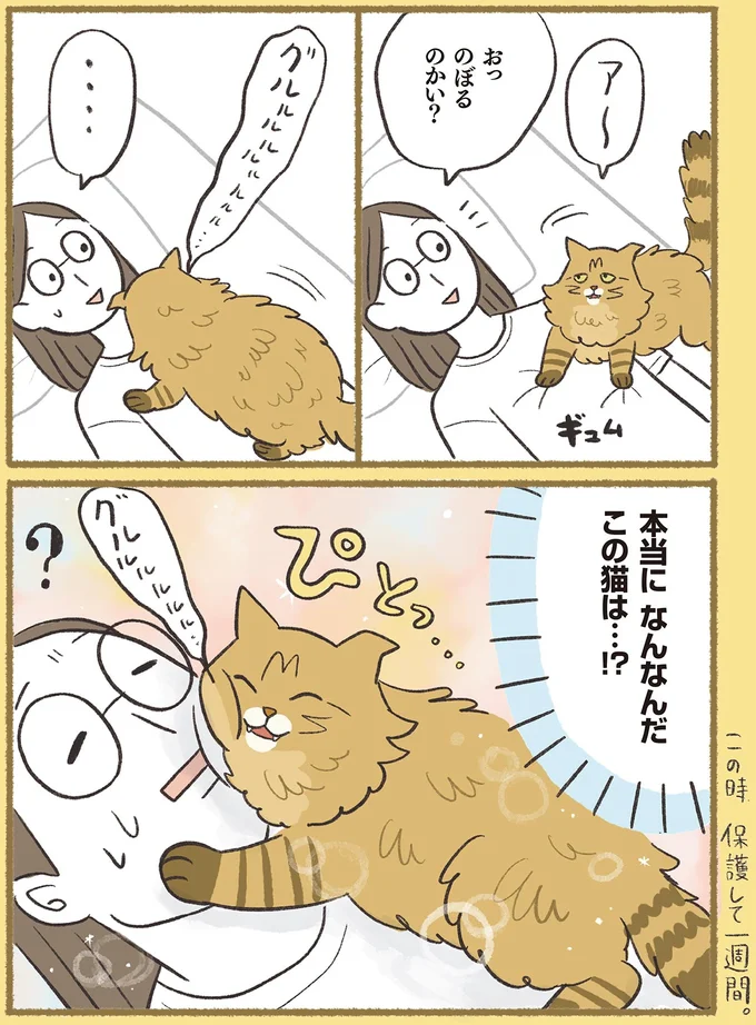 『犬猫３匹、撫でても撫でても手が足りない』より