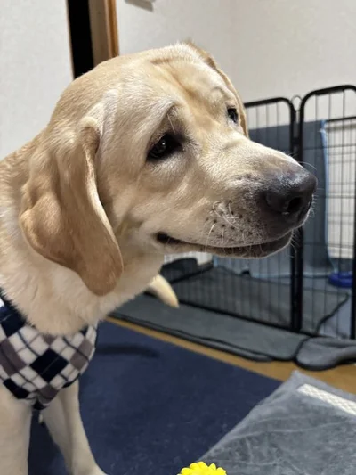 とっても穏やかで優しいノアくん。表情にも現れていますね！▶おててを折りたたむ動物が他にも！（⇒次へ）