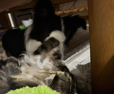 チューしたいルナちゃんと阻止したいマリー姉さん▶猫パンチ！！（⇒次へ）