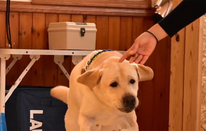 犬の幼稚園でがんばるラブラドール