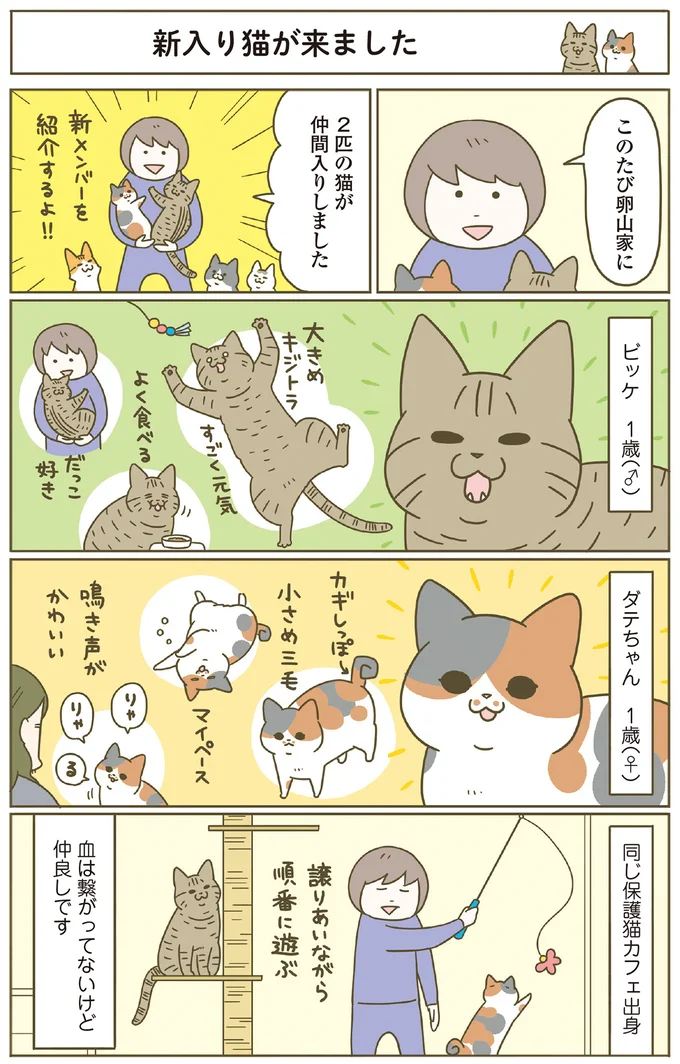 新入り猫が来ました