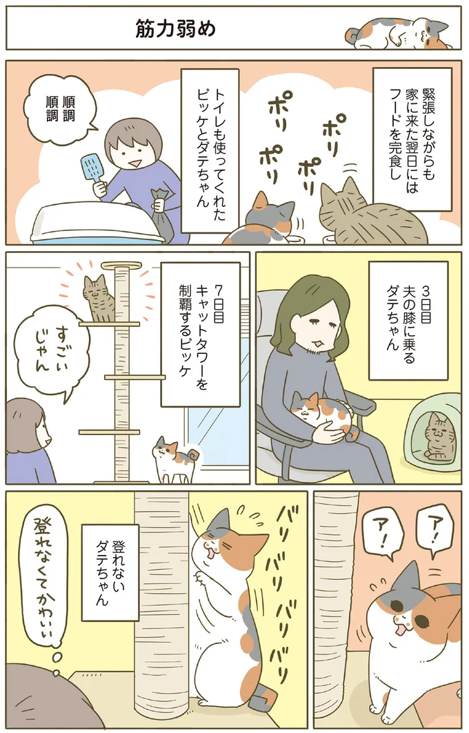 『うちの猫がまた変なことしてる。8』より
