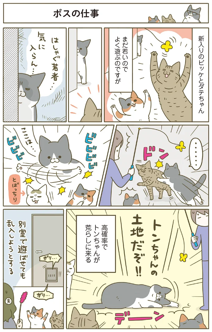 『うちの猫がまた変なことしてる。8』より