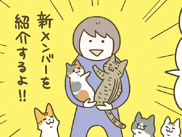 保護猫カフェからやってきた猫たち。「ダテちゃん」「ビッケ」2匹の名前の由来は？