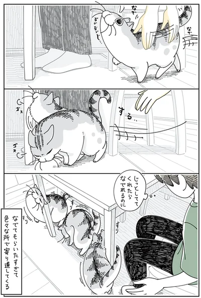『夜は猫といっしょ5』より