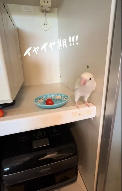 インコなのにイヤイヤ期！？豪快すぎる行動に「まるでうちの子を見ているよう」