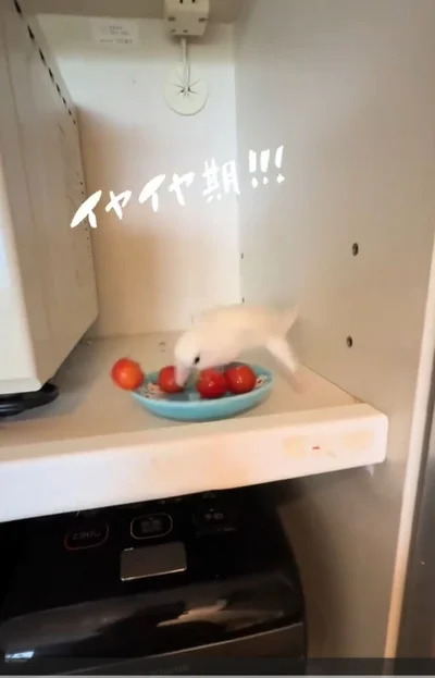 おやつのさくらんぼ（⇒次へ）