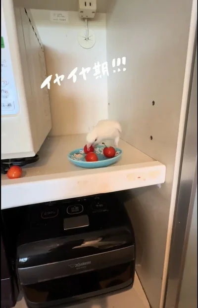 さくらんぼをくちばしで挟む「ピノちゃん」▶大きく首を振りかぶり…（⇒次へ）