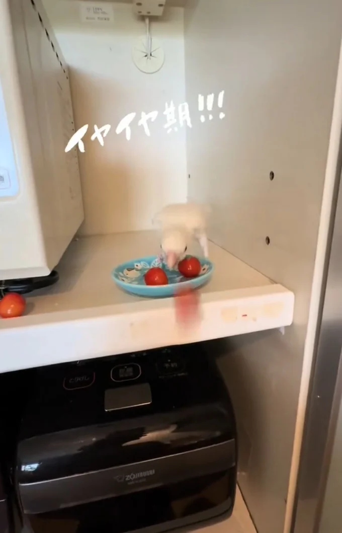 さくらんぼを投げてしまった▶ピノちゃんの反応は?(⇒次へ)