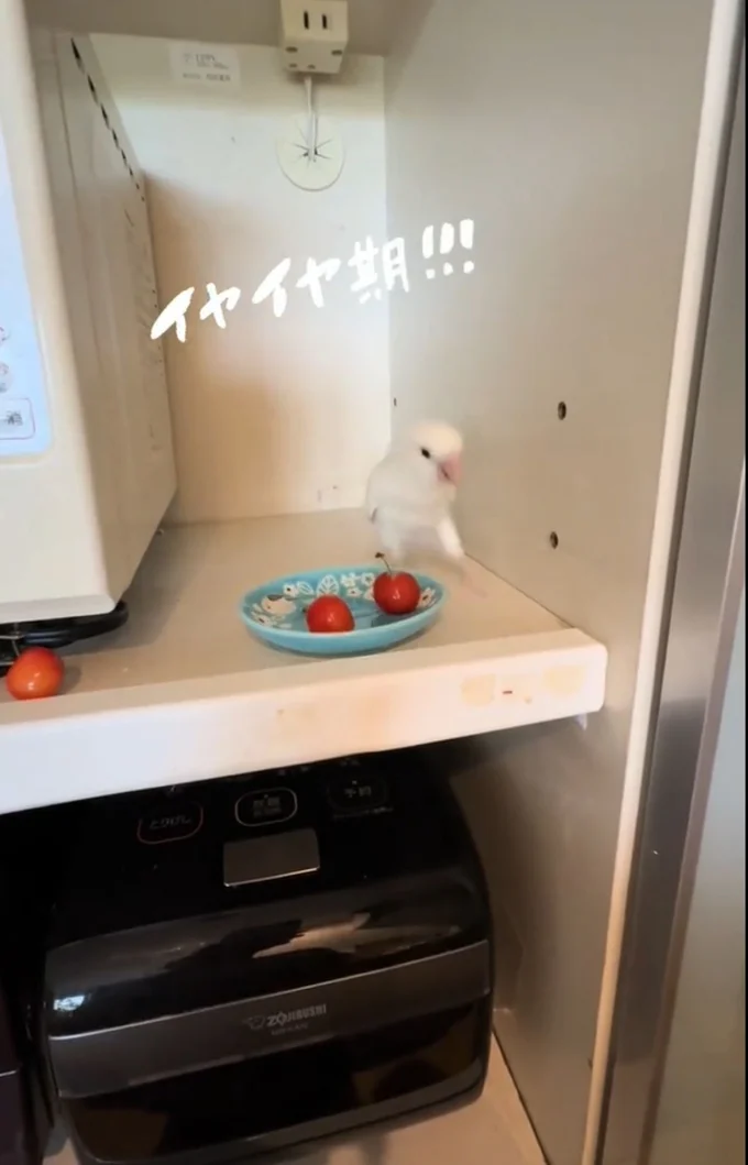 「やってやった!」とでも言いたげ▶続いて…(⇒次へ)