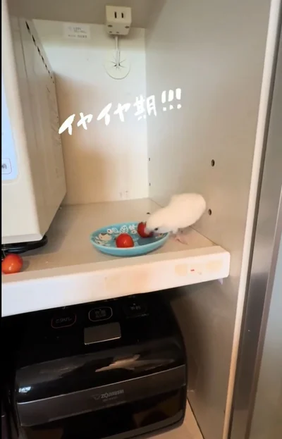 手前のさくらんぼを咥える▶またしても…（⇒次へ）