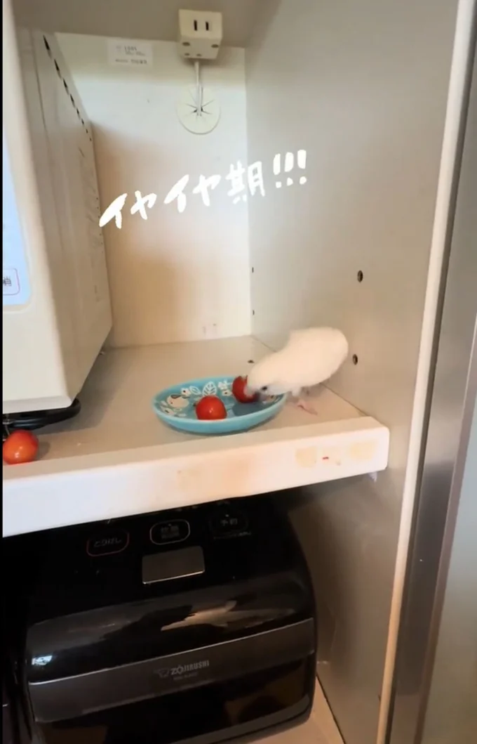 手前のさくらんぼを咥える▶またしても…(⇒次へ)